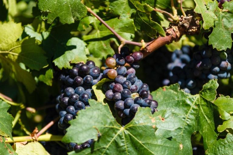 SA18 (154 of 255).jpg